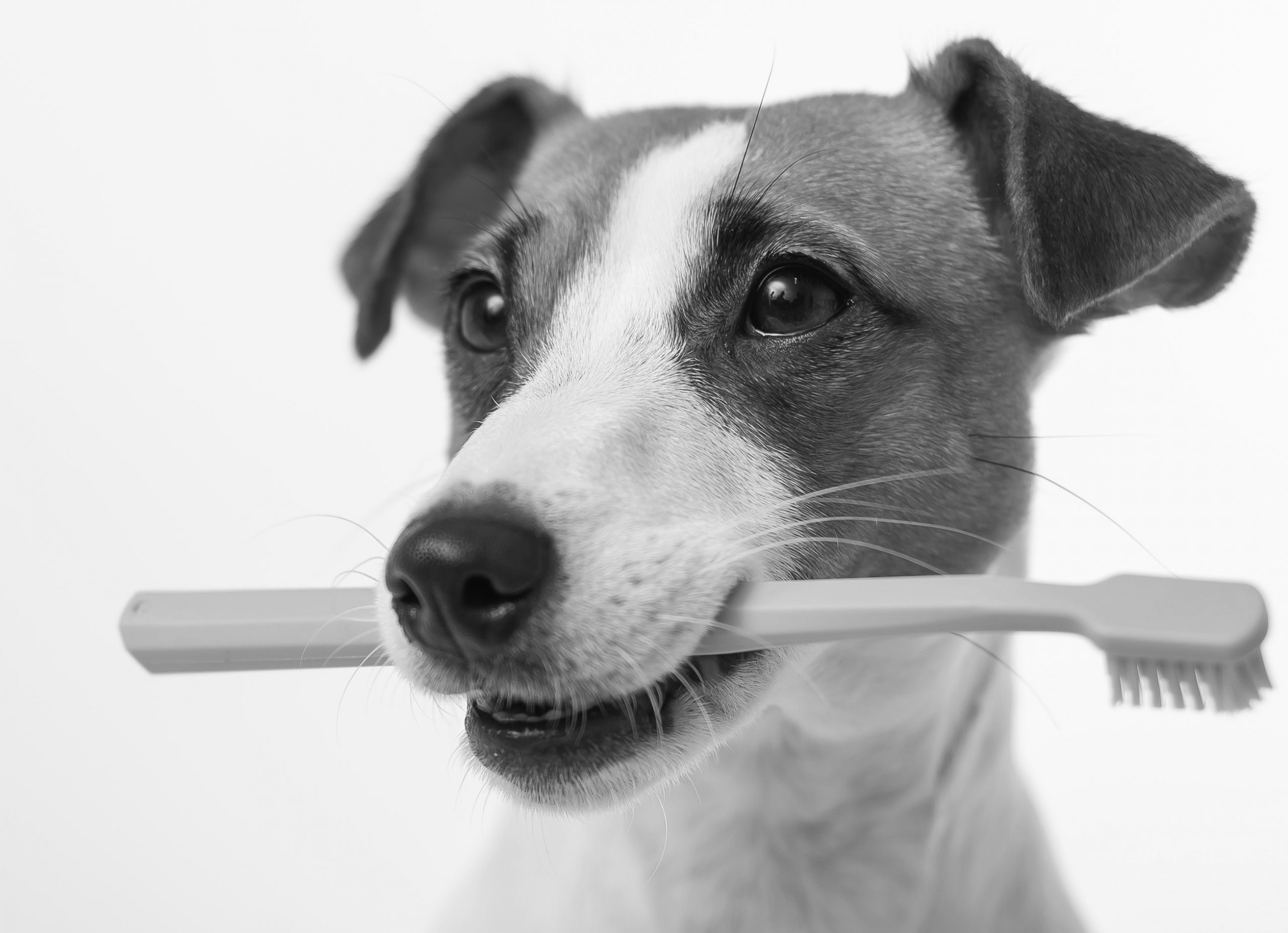 Чистка зубов собаке в домашних условиях